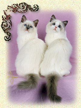 Ragdoll Kittens Blue Mitted and Blue Bicolor