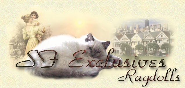 SF Exclusives Ragdoll Cats and Ragdoll Kittens